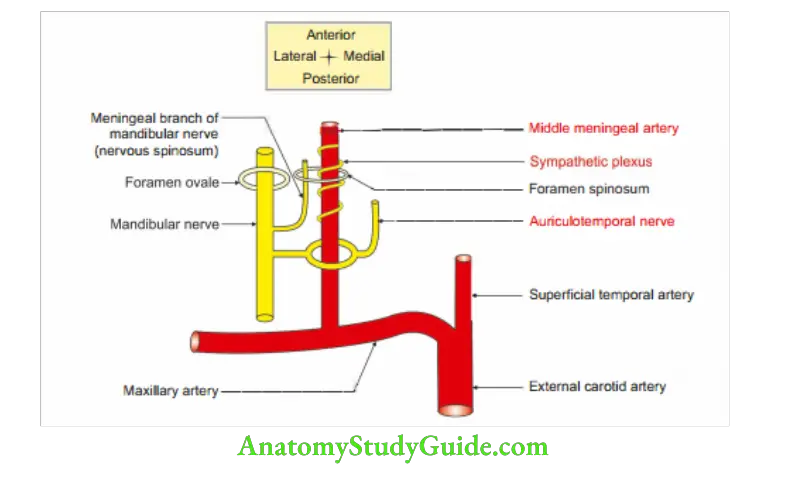 Cranial Cavity Extracranial course of middle meningeal artery.