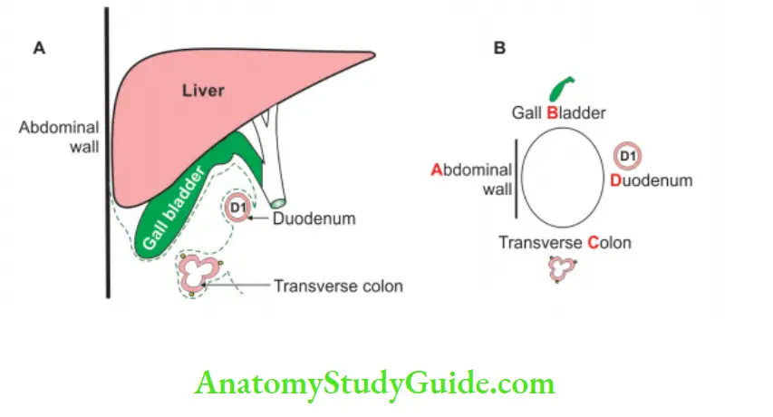 Extrahepatic Biliary Apparatus Relations of the parts of gallbladder