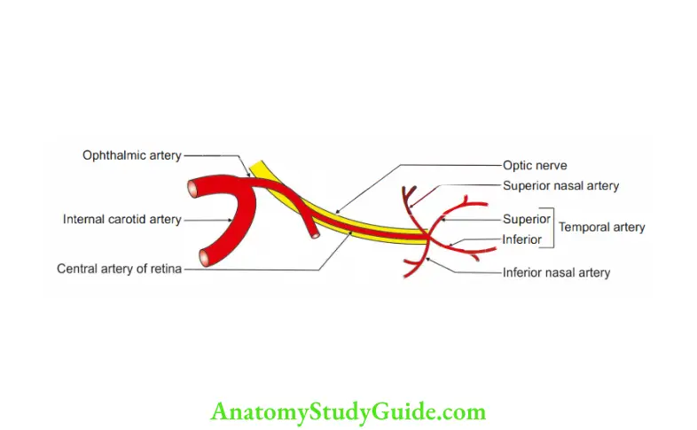 Eyeball Arterial supply of retina