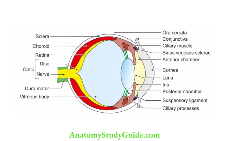 Eyeball Sagittal section showing coats of the eyeball