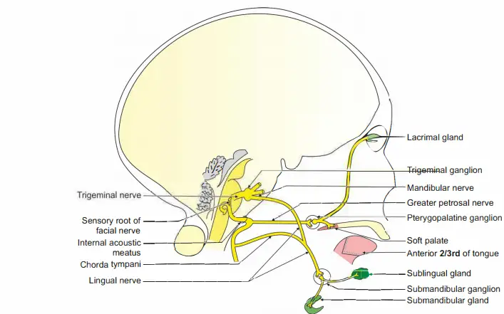 Facial nerve showing secretomotor fibres to the glands