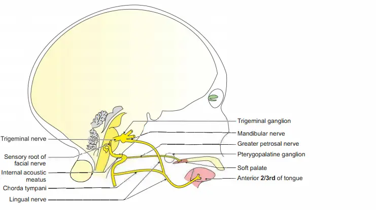 Facial nerve showing taste sensation fibres of anterior two-thirds of tongue
