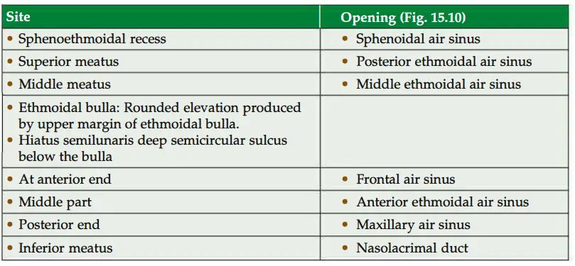 Features present in the lateral wall of nose