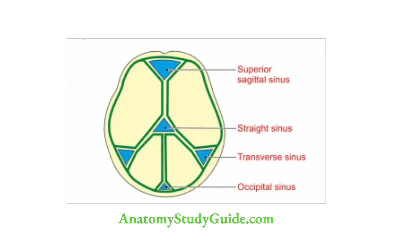 Cranial Cavity Folds of dura mater and the venous sinuses in the posterior cranial fossa