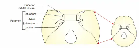 Foramina of middle cranial fossa