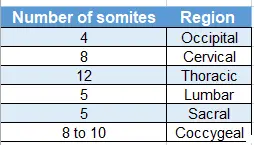 Formation Of Germ Layers Total number of somites