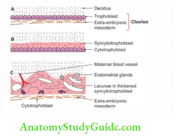 Formation of Germ Layers formation of Chorionic Villi