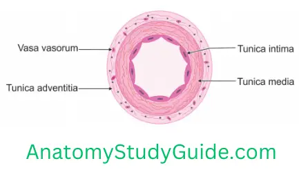 General Anatomy Blood Vessels B.Elastic Artery