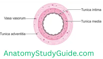 General Anatomy Blood Vessels B.Muscular Artery