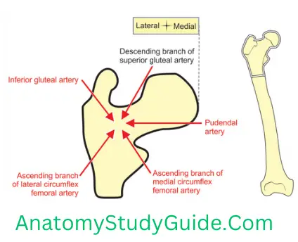 General Anatomy Bones Of Lower Limbs Arteries Forming Right Trochanteric Anastomosis