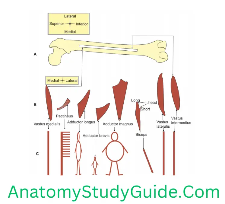General Anatomy Bones Of Lower Limbs Muscles Attached To Linea Aspera Of Right Femur (from medial to lateral)