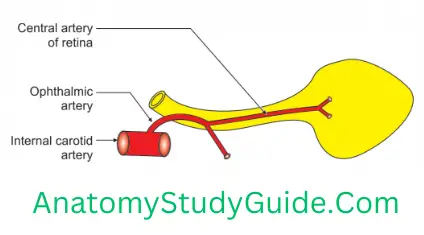 General Anatomy Cardiovascular End Artery