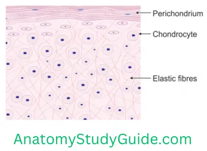 General Anatomy Cartilage Elastic Cartilage