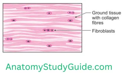 General Anatomy Connective Tissue Dense Connective Tissue