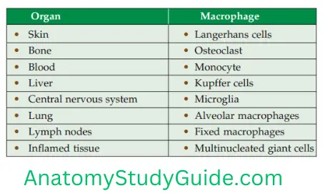 General Anatomy Connective Tissue Distribution Of Macrophages In Various Organs
