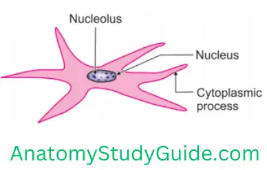 General Anatomy Connective Tissue Fibrocyte
