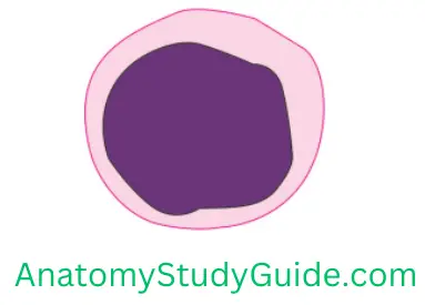 General Anatomy Connective Tissue Lymphocyte