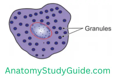 General Anatomy Connective Tissue Mast Cell