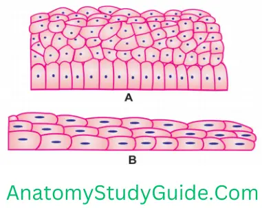 General Anatomy Epithelial Tissue (A) Transitional Epithelium (relax state); (B) Transitional Epithelium (stretch state)