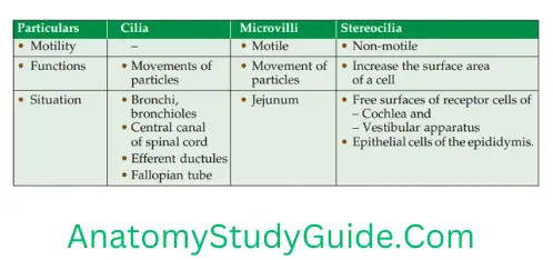 General Anatomy Epithelial Tissue Difference Between Cilia, Microvilli, And Stereocilia