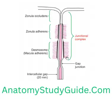 General Anatomy Epithelial Tissue Junctional Complex