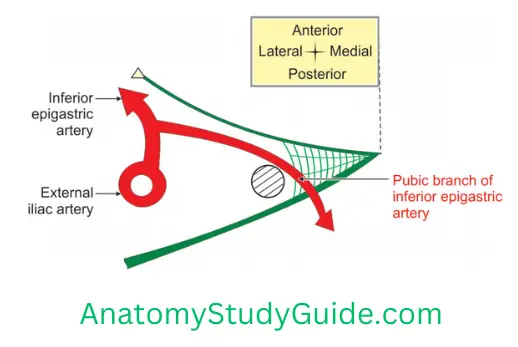 Muscles of the FrontThigh - Anatomy Study Guide