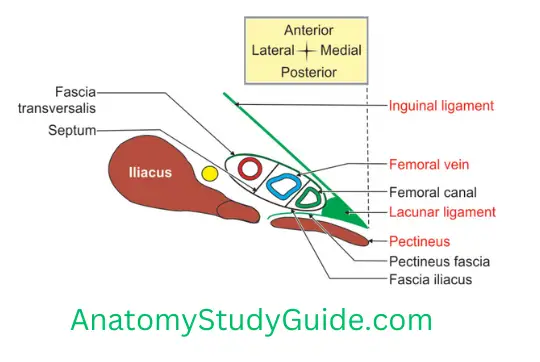 General Anatomy Front Of Thigh Boundaries And Relation Of Femoral Canal