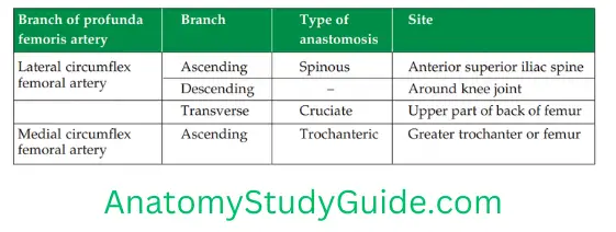 General Anatomy Front Of Thigh Branch Of Profunda Femoris Artey Table