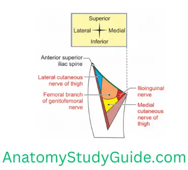 General Anatomy Front Of Thigh Cutaneous Nervus Seen In Roof Of Right Femoral Triangle