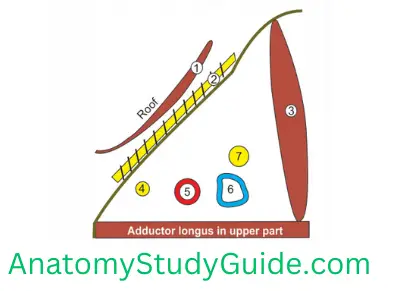 General Anatomy Front Of Thigh Floor In The Upper Part Of Adductor Canal 