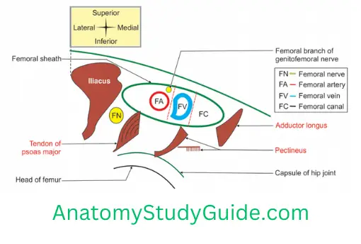 General Anatomy Front Of Thigh Floor Of The Right Femoral Triangle