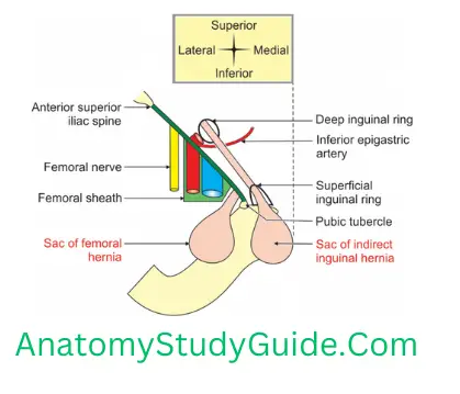General Anatomy Front Of Thigh Position Of Right Femoral And Inquinal Hernia In Relation To Public Tubercle