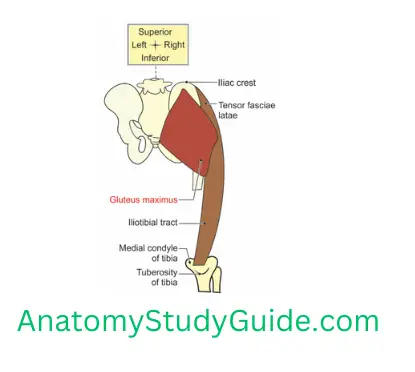 General Anatomy Front Of Thigh Posterior View Of Right Hip Bone Showing Attachments Of Iliotibical Tract