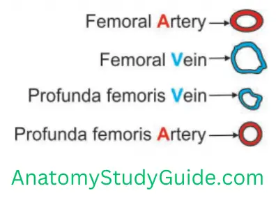 General Anatomy Front Of Thigh Relations At The Apex Of Femoral Triangle From Superficial To Deep Are AVVA