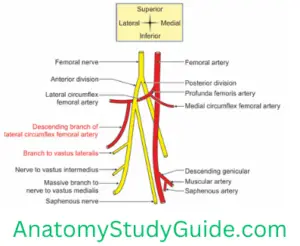 Muscles of the FrontThigh - Anatomy Study Guide