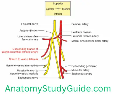 General Anatomy Front Of Thigh Relations Of Branches Of Femoral Nerve With Femoral Artery And Its Branches