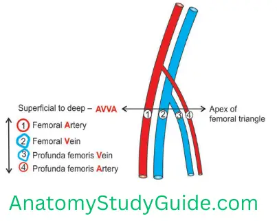 General Anatomy Front Of Thigh Relations Of Femoral Vessels