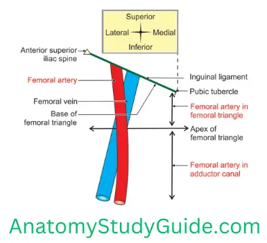 Muscles of the FrontThigh - Anatomy Study Guide