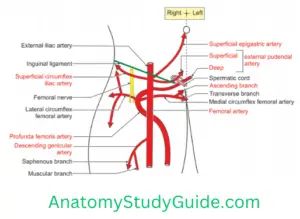 Muscles of the FrontThigh - Anatomy Study Guide