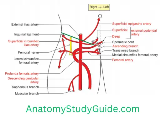 General Anatomy Front Of Thigh Right Femoral Artery And Its Branches