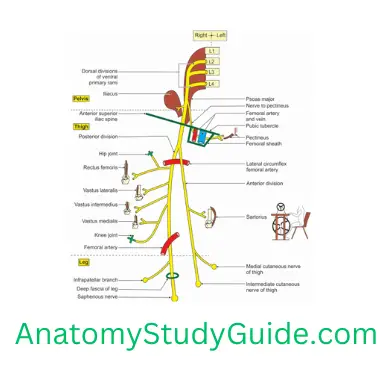 General Anatomy Front Of Thigh Right Femoral Nerve