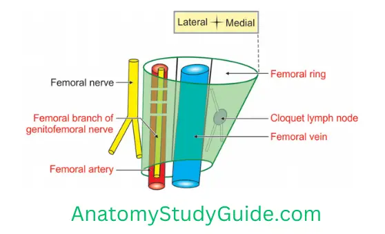 General Anatomy Front Of Thigh Right Femoral Sheath And Its Contents