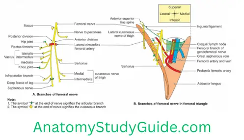 General Anatomy Front Of Thigh Right Femoral Triangle And Its Contents