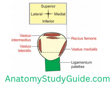 General Anatomy Front Of Thigh Right Patella Showing The Attachments Of Quadriceps Femoris(1)