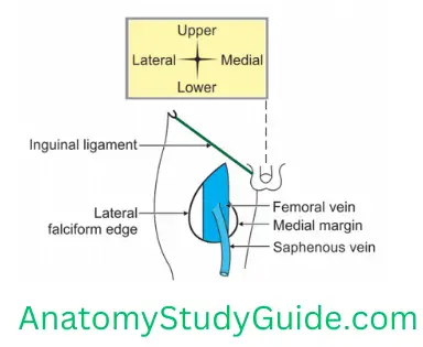 General Anatomy Front Of Thigh Saphenous Opening