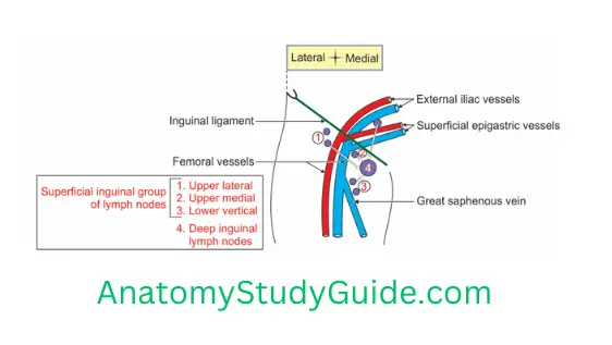 General Anatomy Front Of Thigh Superficial Ingunial Lymph Nodes Of Right Leg