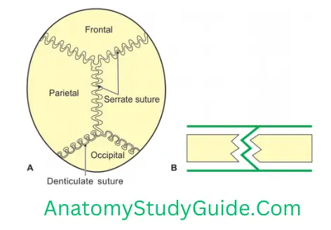 General Anatomy Joints Cranial Vault Showing Serrate And Dentate Suture-Serrate Suture