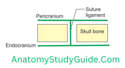 General Anatomy Joints Plane Sutures