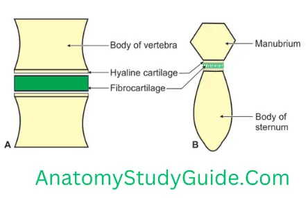 General Anatomy Joints Secondary Cartilaginous Joint