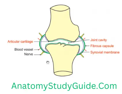 General Anatomy Joints Structure Of A Simple Synovial Joint